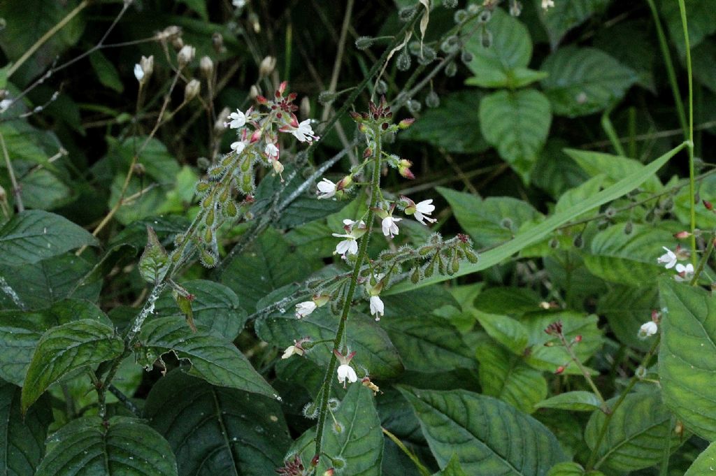 Circaea lutetiana